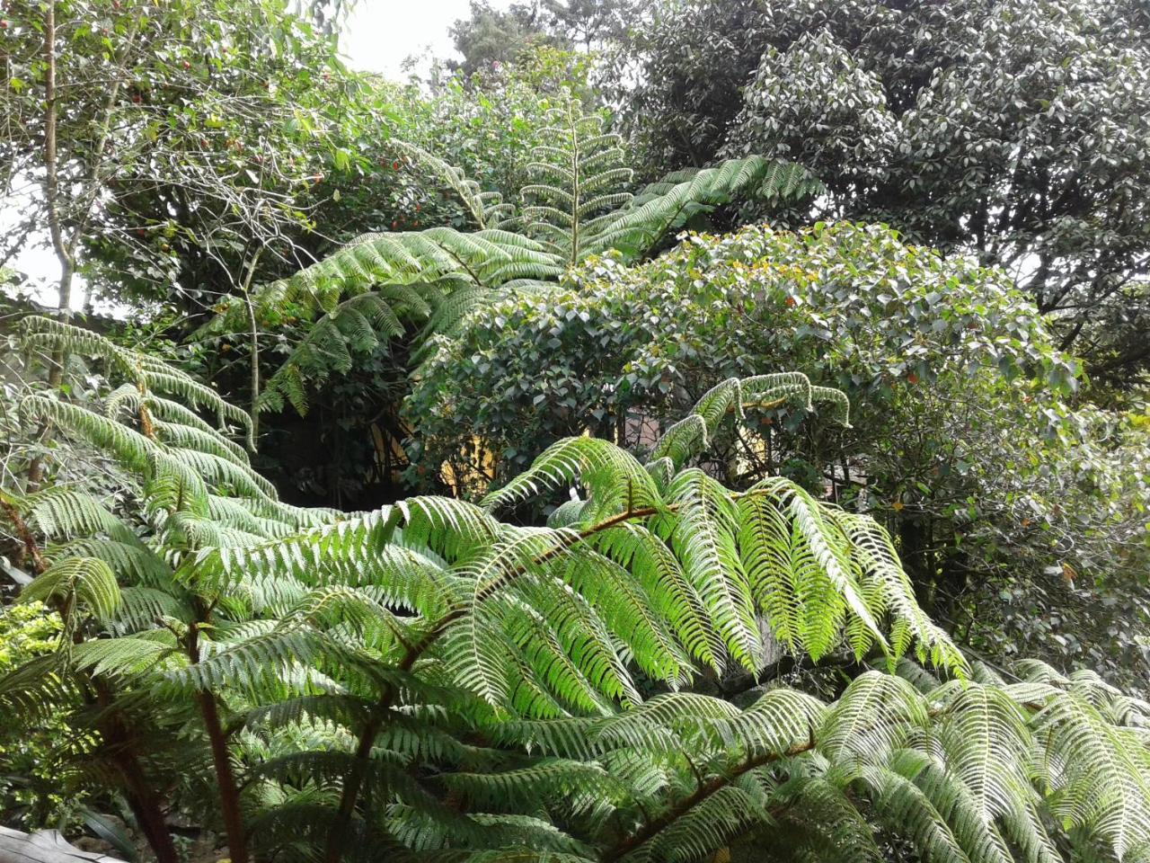 King Fern Cottage 努沃勒埃利耶 外观 照片